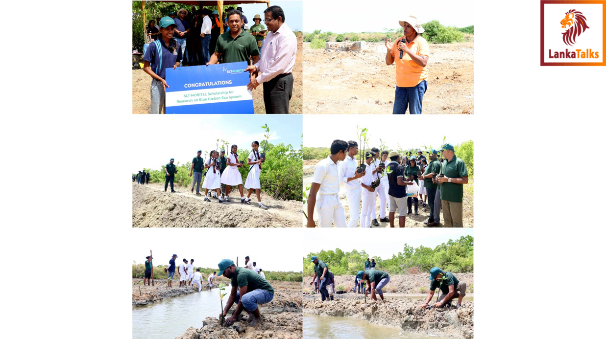 SLT-MOBITEL reaffirms commitment to environment with landmark mangrove restoration project at Puttalam