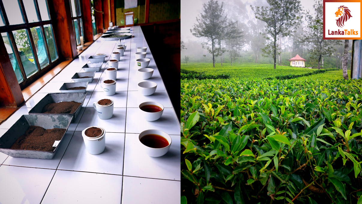 A Sip of History: The Enduring Legacy of Dambatenne Estate