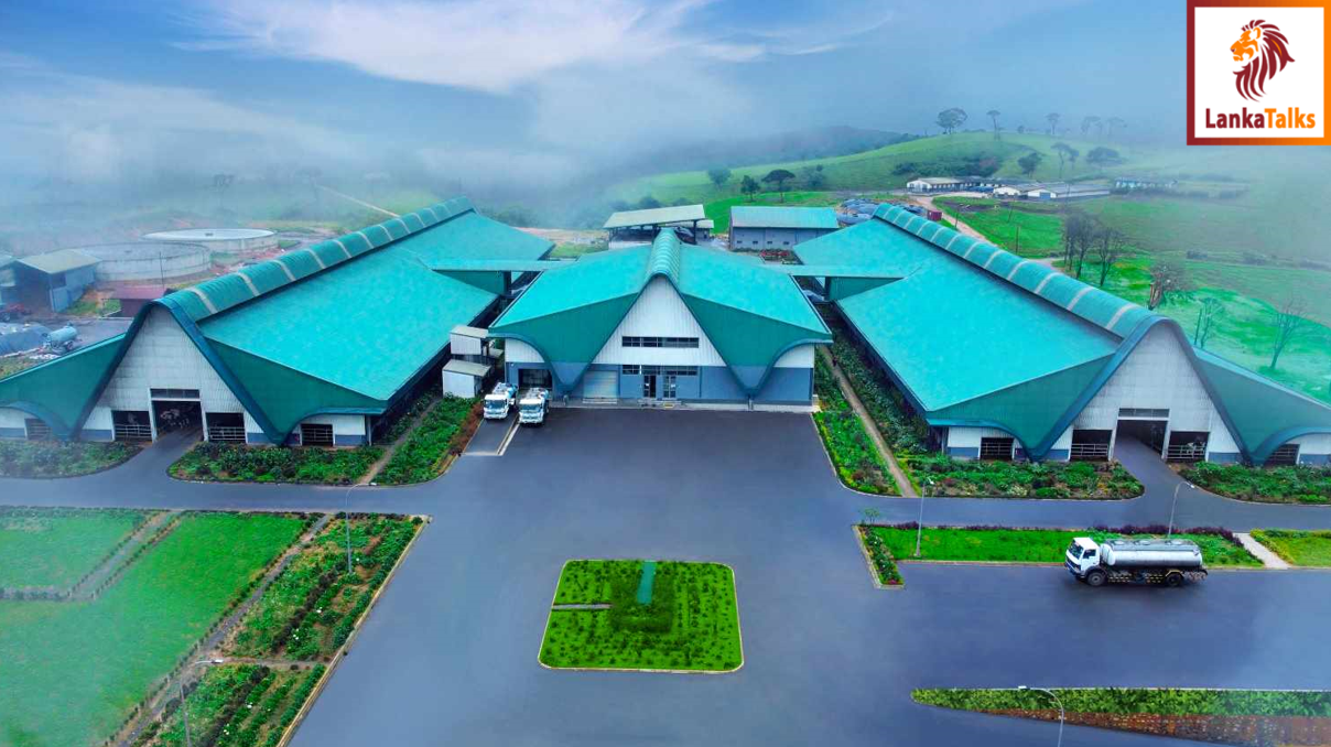 Ambewela Farms Achieves Record-Breaking Daily Milk Production of 60,000 Litres