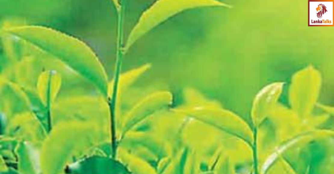 October tea sale averages slide