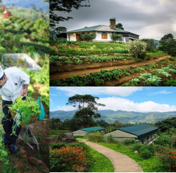 Madulkelle Tea and Eco Lodge to export home grown agro products
