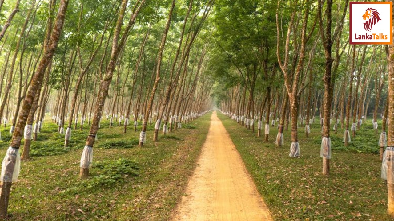 HPL becomes the first in Sri Lanka to comply with European Union Deforestation Regulations