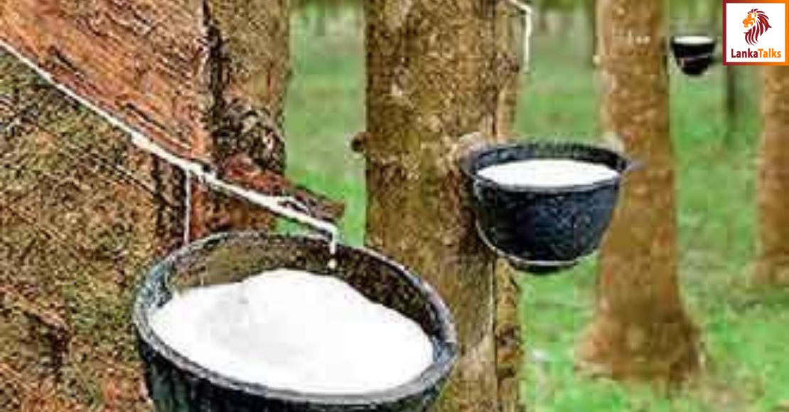 Sri Lanka’s rubber market grapples with climate impacts