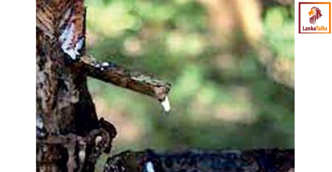 Rubber exports to Europe expected to rise