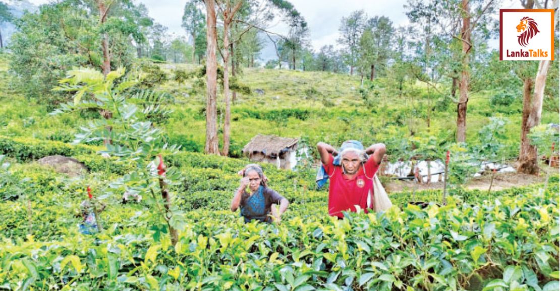 January to September Tea exports increase