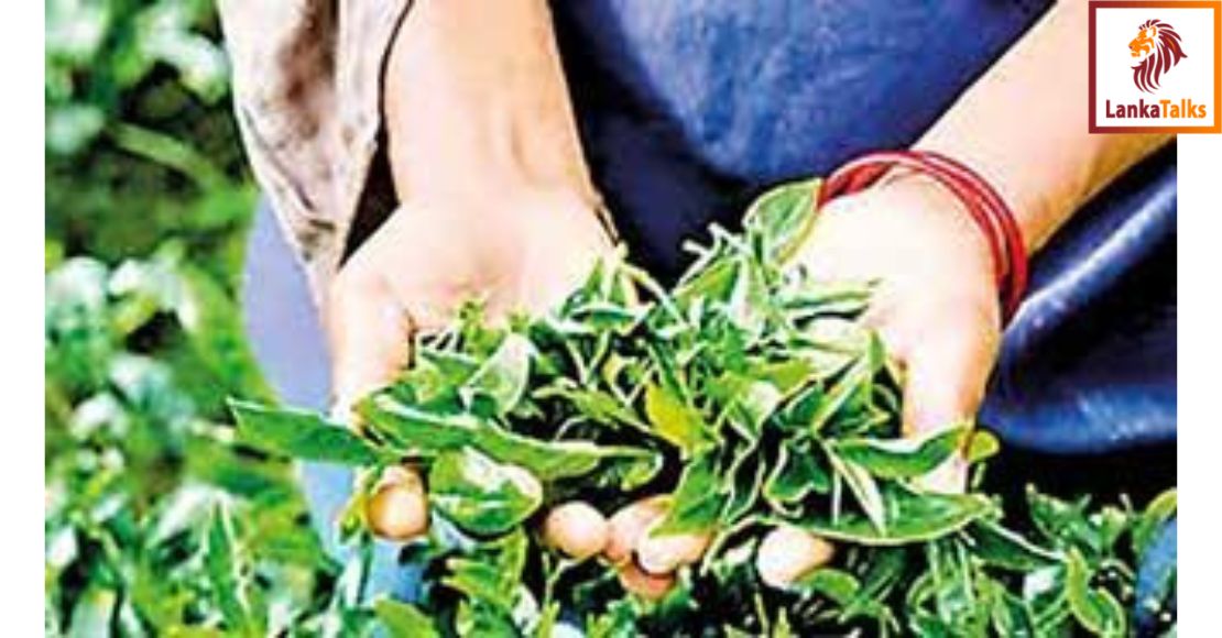 August tea exports contract 5.3% YoY