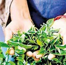 August tea exports contract 5.3% YoY