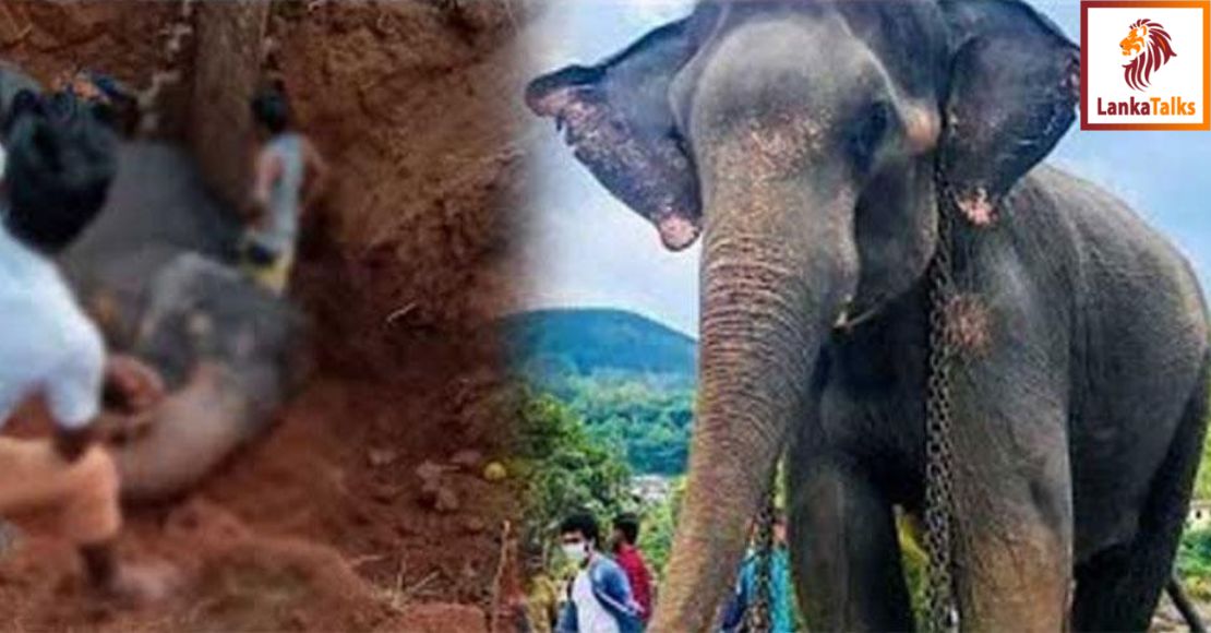 'Madhu' falls into ditch, dies