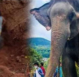 'Madhu' falls into ditch, dies