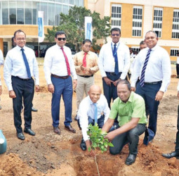 ComBank embarks on tree planting project in Kilinochchi and Jaffna districts