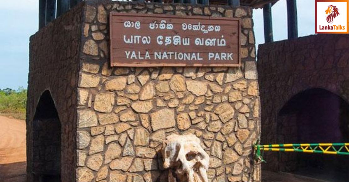 Italian father and son fined $200,000 for illegally collecting endangered insects in Sri Lanka