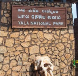 Italian father and son fined $200,000 for illegally collecting endangered insects in Sri Lanka