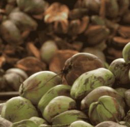 Ceylon Chamber of Coconut Industries applauds Government for securing 20% tariff rate on US exports