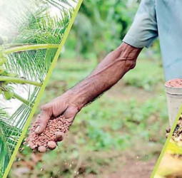 DIMO Agribusinesses offers effective solutions for enhancing coconut harvests