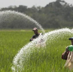 95% of fertilizer subsidy funds disbursed