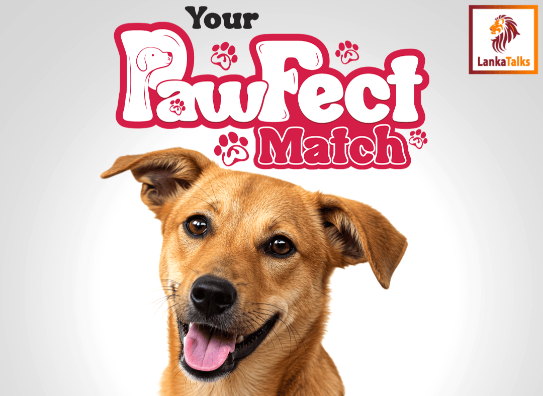 AIA  Sri Lanka ‘Pawfect Match’ campaign inspires hundreds to open their hearts and homes to stray animals