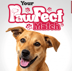 AIA  Sri Lanka ‘Pawfect Match’ campaign inspires hundreds to open their hearts and homes to stray animals