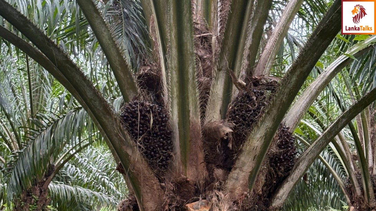 Losing Millions in Silence: Why Sri Lanka Must Lift the Palm Oil Ban Now