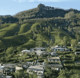 SVAT REMOVAL: TEA EXPORTERS WARN OF RS. 2 B WEEKLY VAT BURDEN